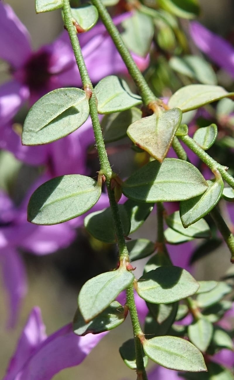 Tetratheca hirsuta subsp. viminea, Davidson, C 13375--Australia. W.A. Koondoola Bushland. 22 Oct 2016. DSC03457 (157).JPG