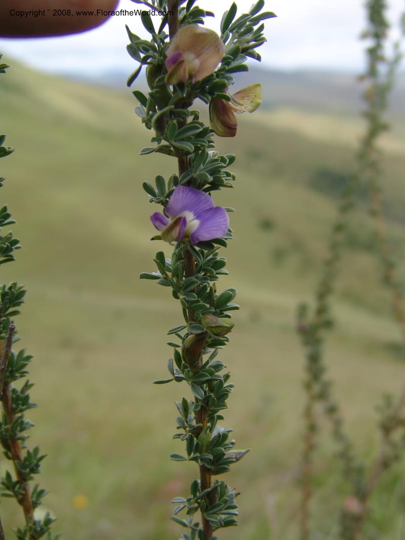 Lotononis stricta--So.Africa. E. Cape. Waringham Farm, Quanti Area, Stut. 8 Mch 05. 339.jpg