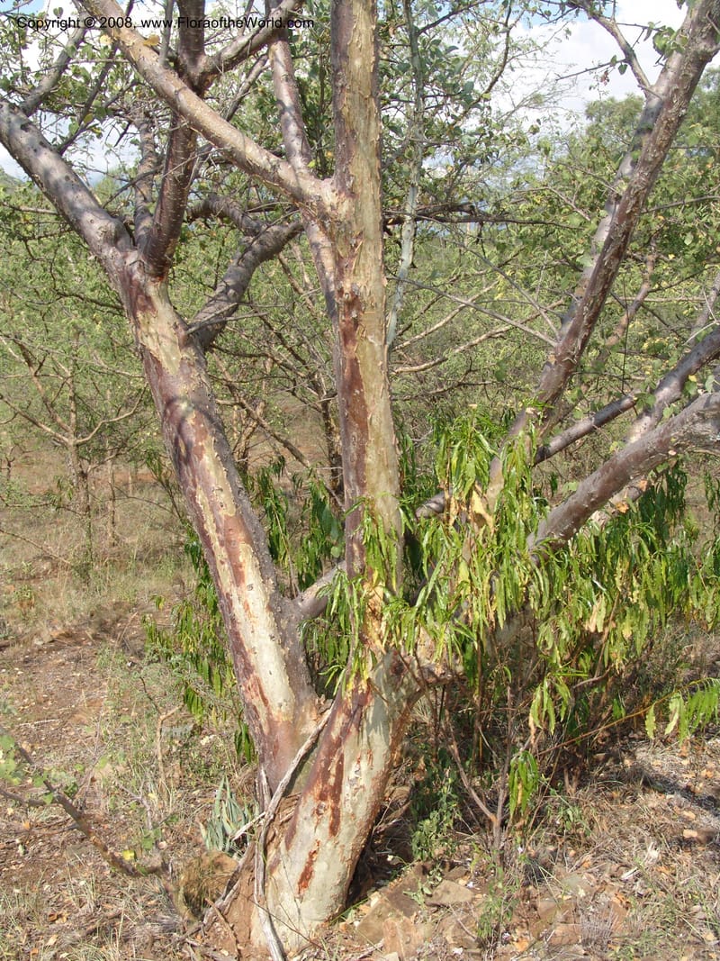 Sterculia rogersii--So.Africa. Mpumal. twd Steelpoort. 16 Mch 05. 038.jpg