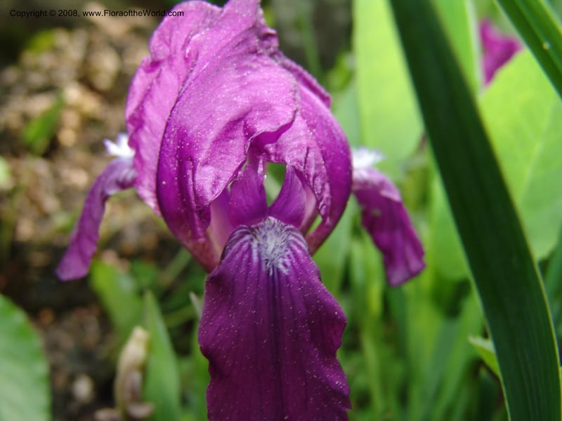 Iris hungarica--Georgia. Bakuriani Botanical Garden. 7 Jun 05. 084.jpg