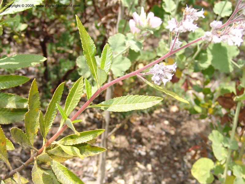 Eriodictyon trichocalyx, 2001.0659--CA. UC Berkeley Bot. Garden. 31 May 07. 668.jpg