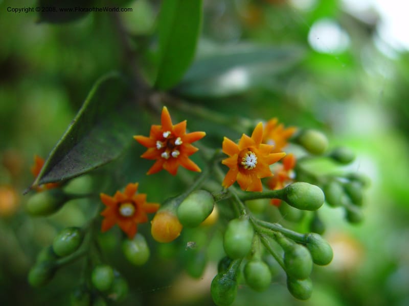 Jacquinia aurantiaca--FL. Fairchild Tropical Gard. 8 Apr 03. 131.jpg