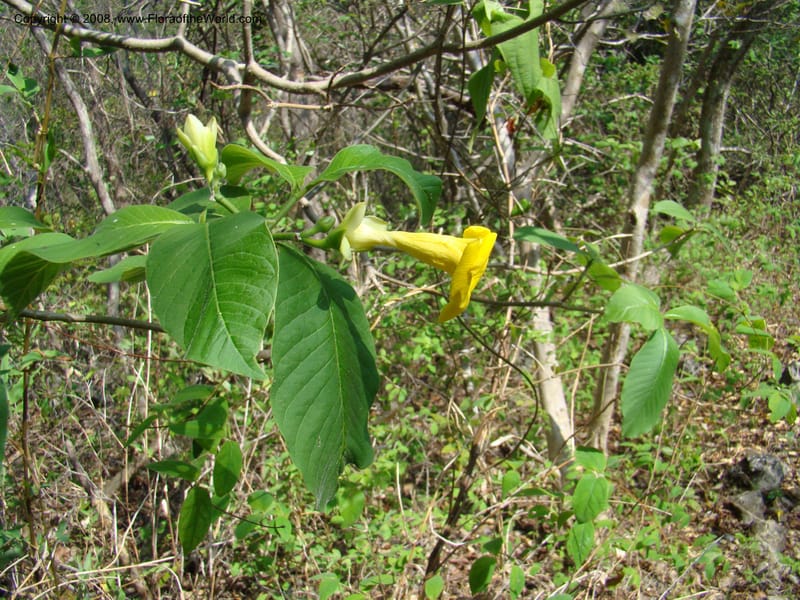 Stemmadenia obovata--Costa Rica. Guanac. Palo Verde Biol. Sta. 6-7 Apr 08. 040.jpg