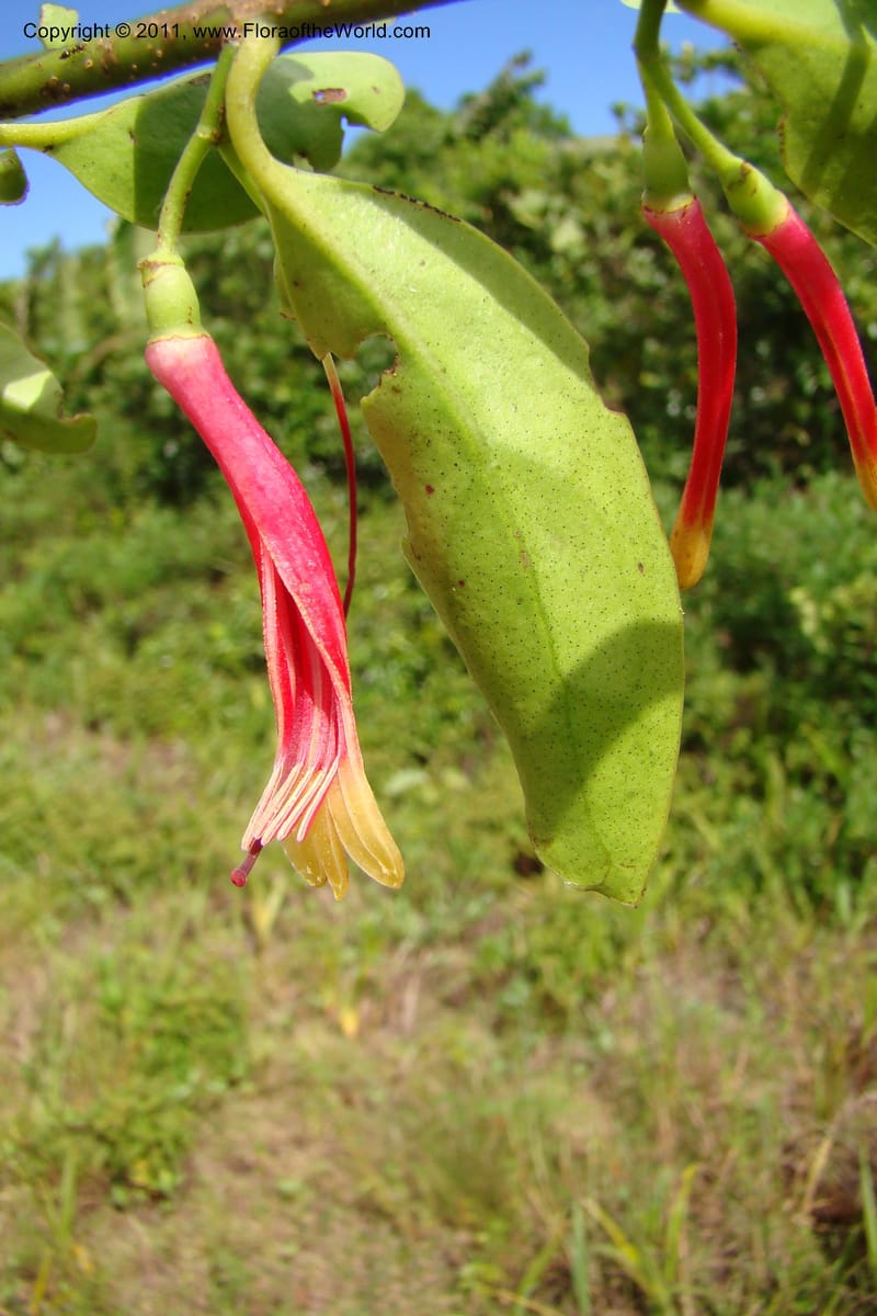 Bakerella clavata, Razafindraibe 212--Madagascar. Prov. Fianarantsoa. RN 12. 14 Jan 09. 257 (3).jpg
