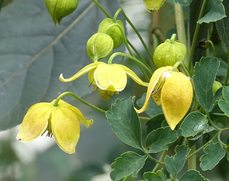 Clematis tangutica, Not collected--China. Sichuan. Yibailingba-gou. 12 Aug 2017. DSC04660 (456).JPG