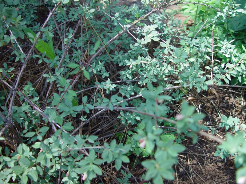 Symphoricarpos rotundifolius var. parishii--AZ. Arb. at Flagstaff. 5 Jun 03. 070.jpg