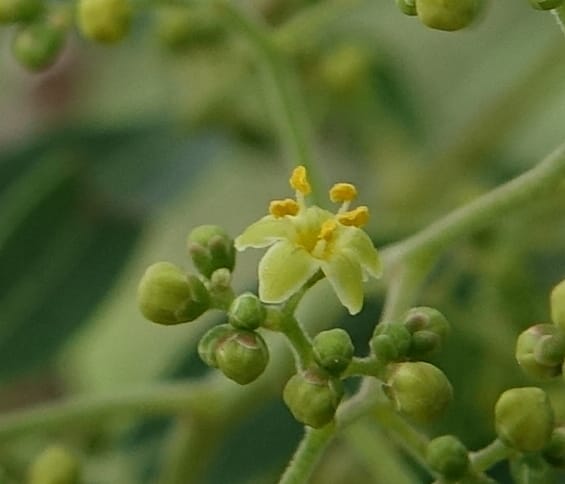 Schinus areira, Fortunato 13200--Argentina. Hwy 150 S of San Augustin. 9 Feb 2018. DSC09845 (48).JPG
