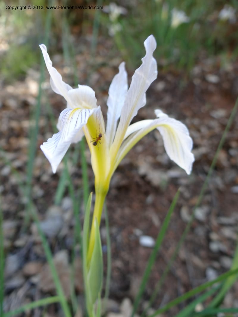 Iris tenuissima, Davidson, C 12132--Calif. Nevada Co. 19 Apr 2013. DSC03196 (13).JPG