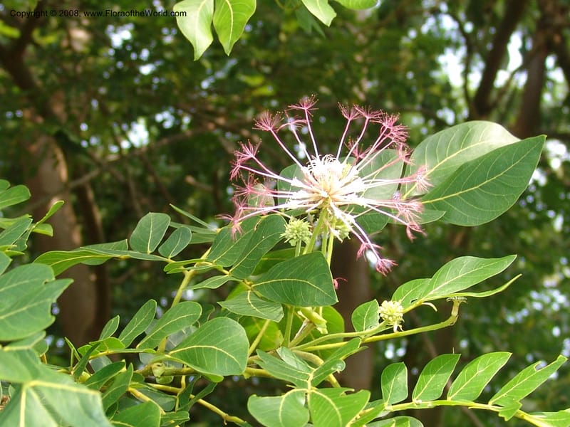 Albizia gummifera cf--So. Africa. Lowveld Nat. Bot. Gard. 14 Mch 05. 151.jpg