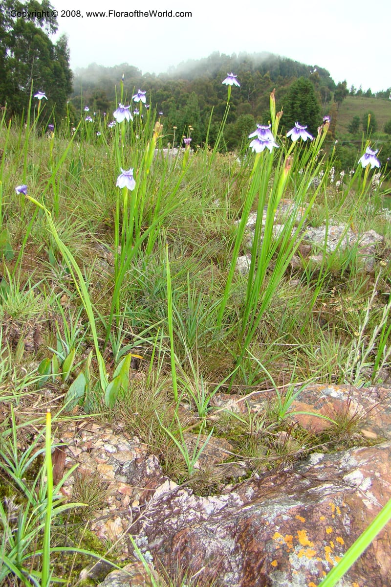 Moraea, WKindeketa3005--Tanz. Makete Distr. Kitulo Nat. Pk. 25 Jan 08. 290.jpg