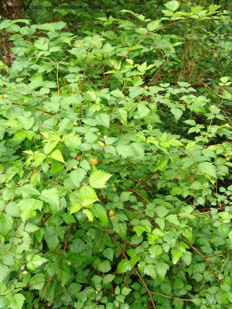 Rubus spectabilis--WA. Grays Harbor Co. Quinault Rain For, Lake Quinault. 15 Jun 06. 039.jpg