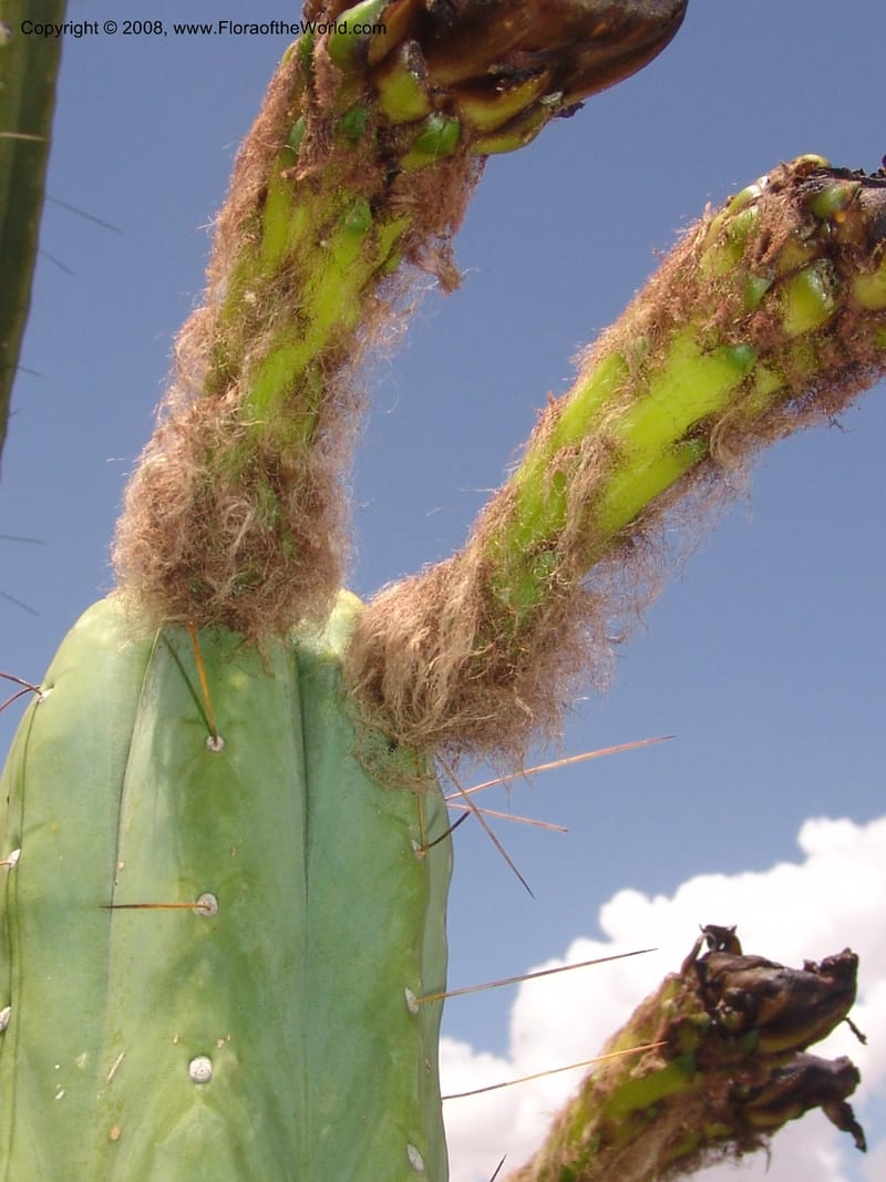 Trichocereus bridgesii--Bolivia. La Paz. Jardin Botanico La Paz. 3 Dec 04. 109.jpg