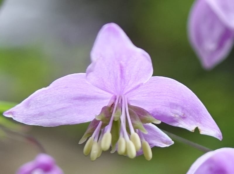 Thalictrum delavayi, C. Davidson 13765--China. Sichuan. Yibailingba-gou. 12 Aug 2017. DSC04660 (205).JPG