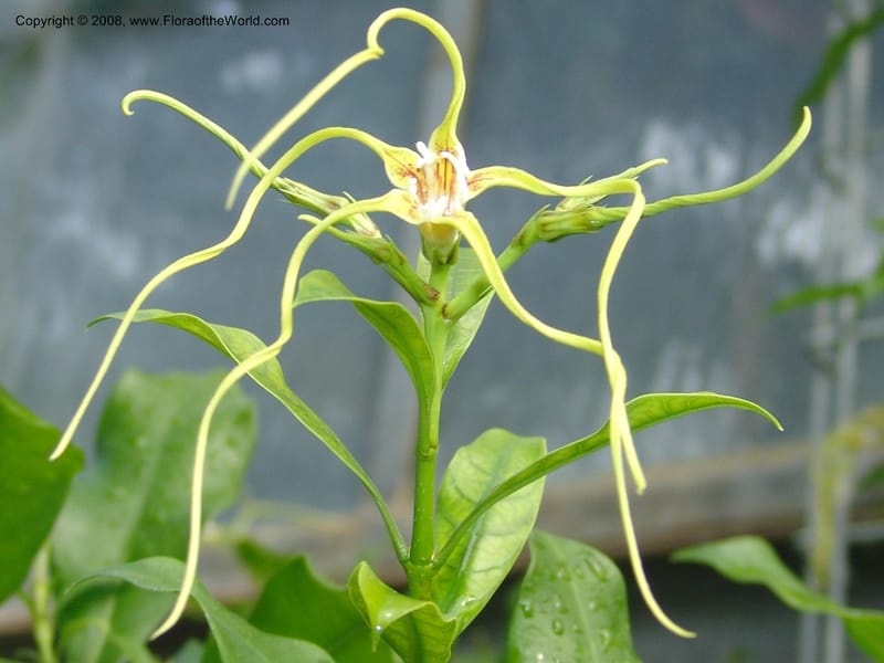 Strophanthus gratus--France. Nancy. Jard. Bot. Montet. 2 May 05. 051.jpg