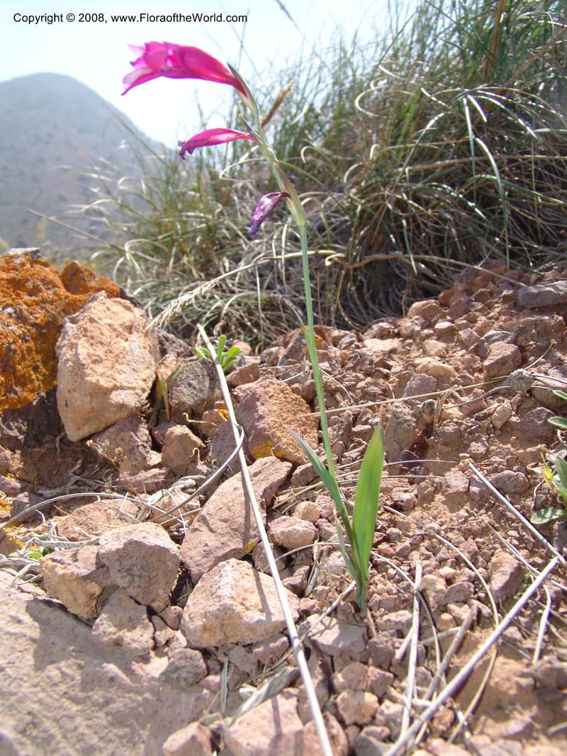 Gladiolus illyricus--Spain. Prov. Almeria. Cabo de Gata. Hill near new lighthouse. 23 Apr 05. 020.jpg