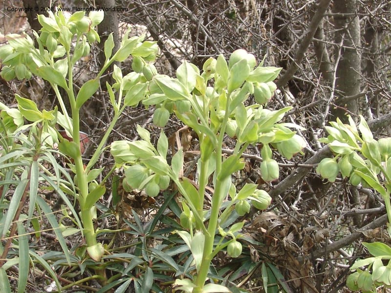 Helleborus foetidus--Spain. Granada. Km 28, Hwy A395. Fuente de d. Manuel. 20 Apr 05. 002.jpg