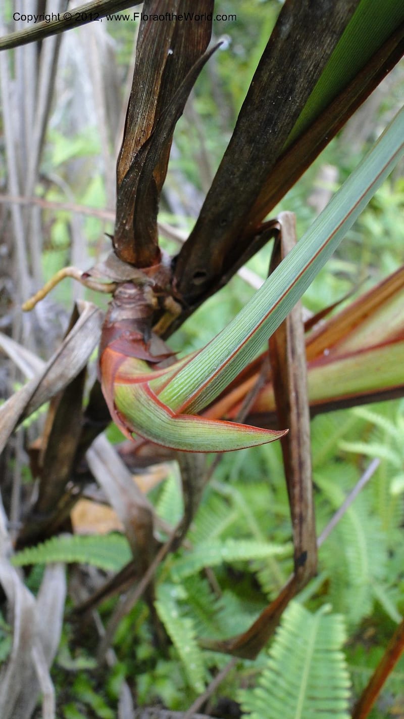 Dianella ensifolia, A. Ramahefaharivelo 168--Madagascar. Ambolotara. Ambodini, Vatovavy. 3 May 2010 177 (61).jpg