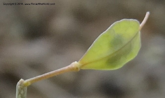 Noccaea fendleri, Davidson, C 12589--ID. Idaho Co. Seven Devils Camp Ground. 15 Jul 2014. DSC00113 (68).JPG