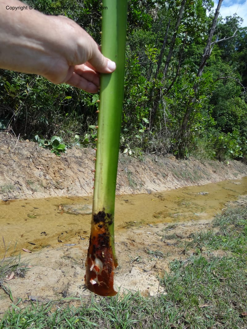 Pandanus kamiae, Callmander, M 1021--Sabah. Klias Forest Reserve. 3 Apr 2012. DSC06489 (83).JPG