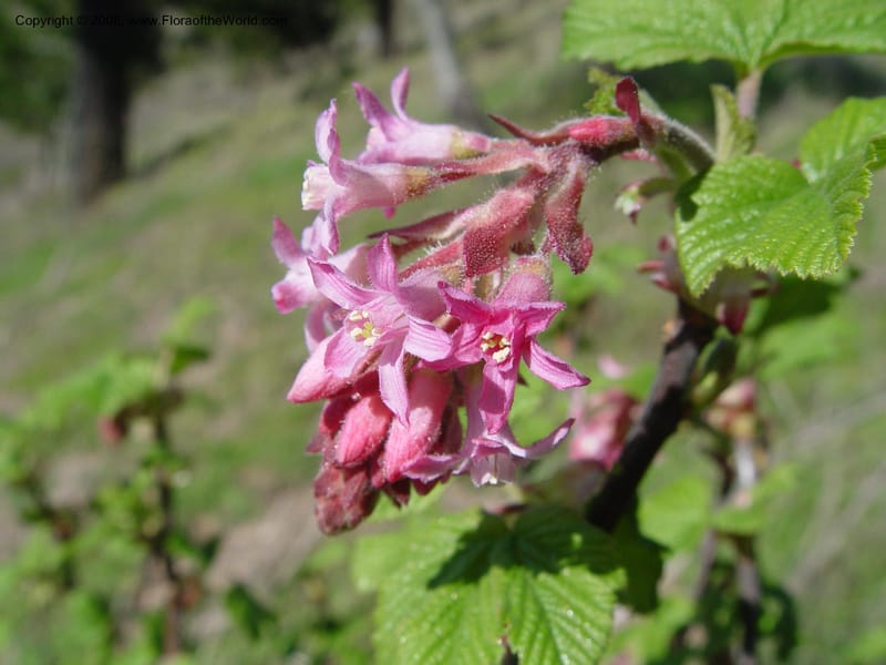 Ribes sanguineum v. glutinosum--CA. Alameda Co. Skyline Dr. just N of Huckleberry Bot. Reg. Pres. 11 Feb 04. 070.jpg
