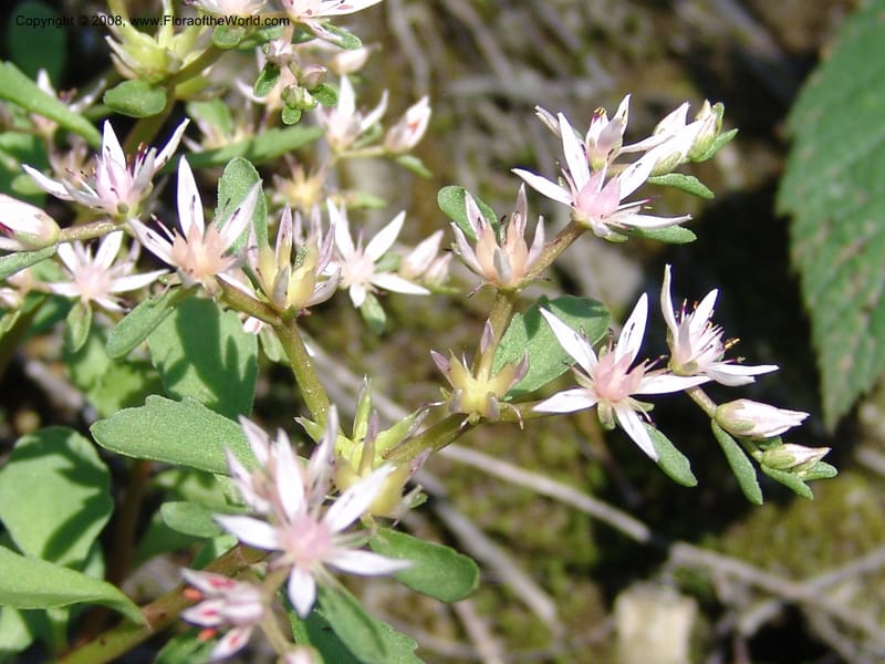 Sedum stoloniferum--Georgia. Lagodekhi  Forest Reserve. 11 Jun 05. 176.jpg