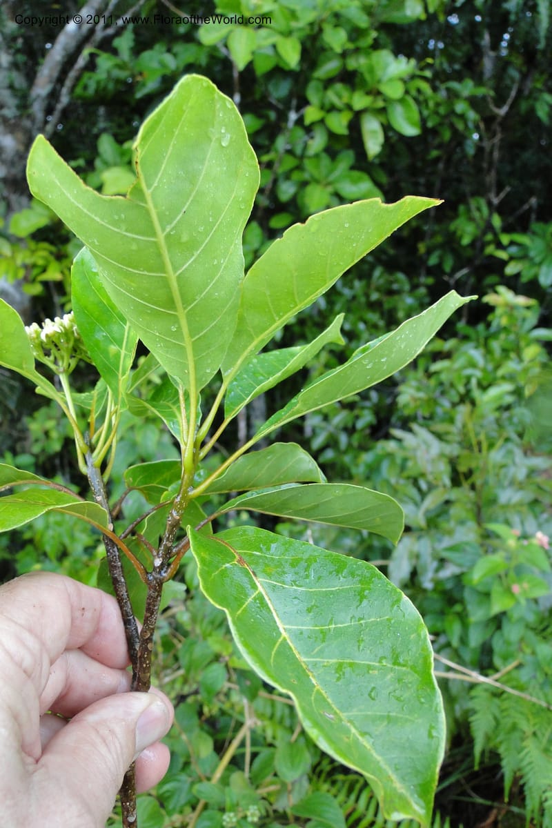 Vavaea, M. Tuiwawa 4952--Fiji. Nadarivatu Nature Reserve. 10 Feb 2011. 026 (54).jpg