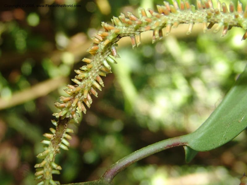Pepeomia, AAraujoM1249--Bolivia. Pq. Nac. Madidi. Chalalan. Send. Anta. 30 Nov 04.. 240.jpg