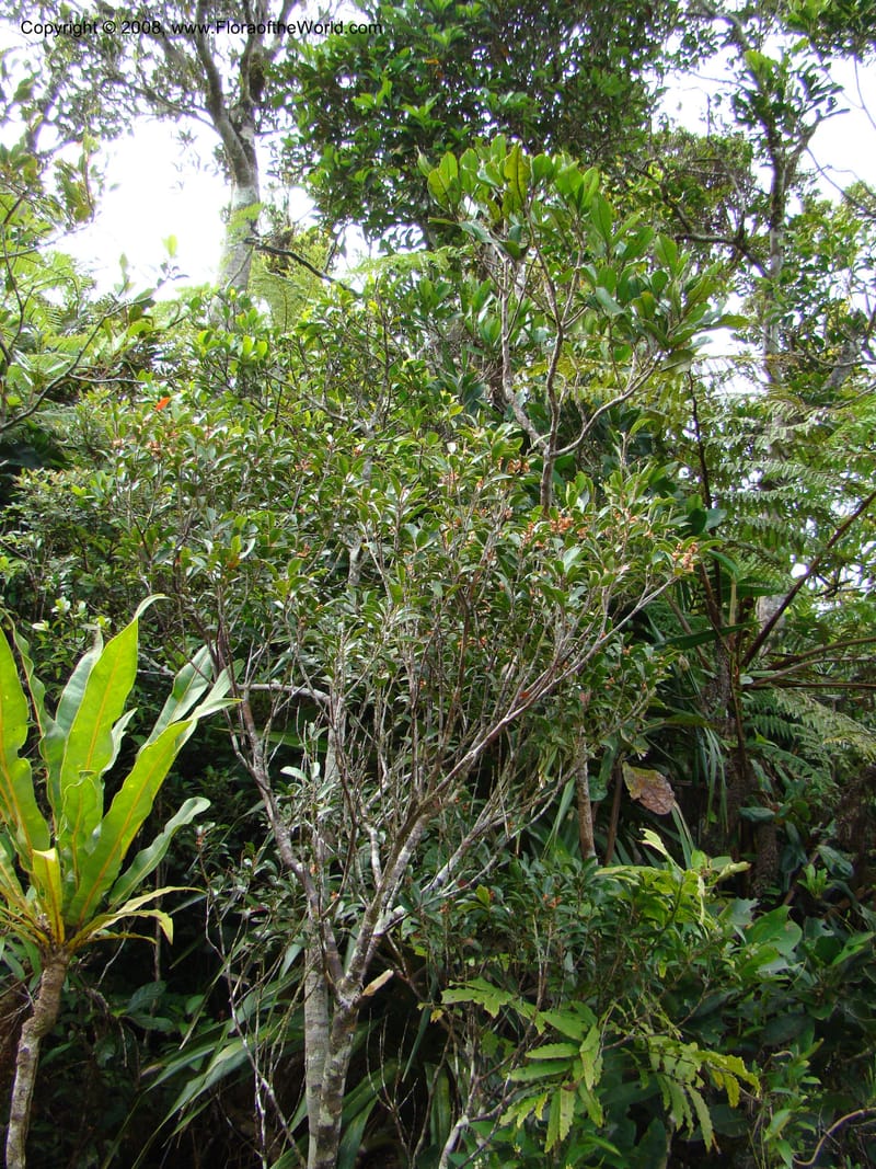 Elaeocarpus, JMunzinger4750--New Caledonia. Mandjelia. 13 Nov 07. 057.jpg