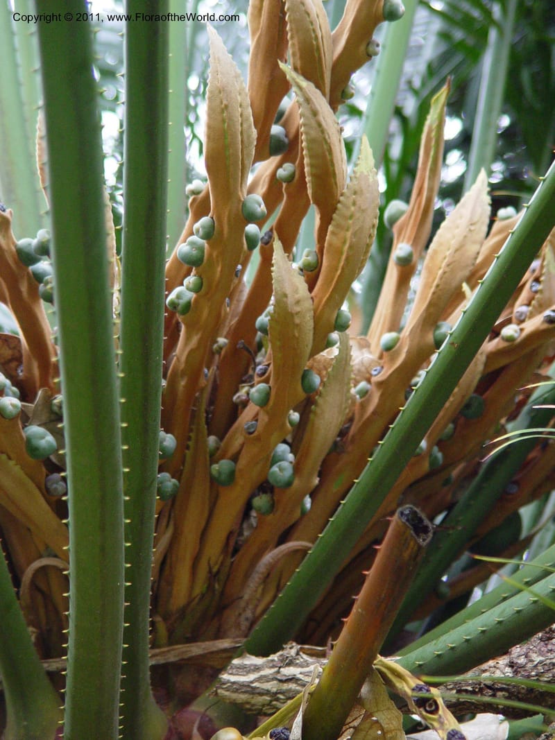 Cycas thouarsii--Durban Botanic Garden. 27 Sept 03. 063.jpg