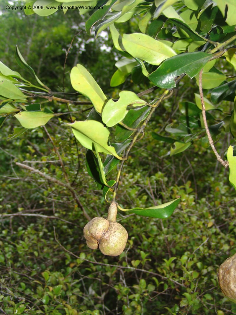 Tambourissa, not coll.--Madag. Prov. Toliara. Mandena Centr. Res. Ecol. 18 Jan 06. 219.jpg