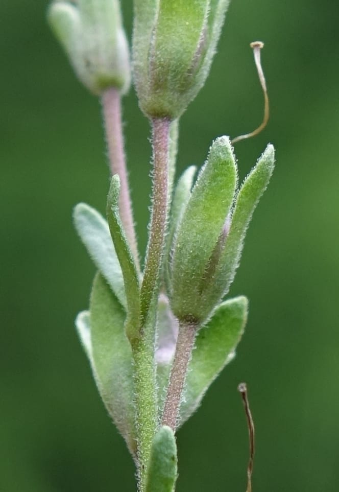 Veronica fruticans, Davidson, C 13254--Switzerland. Oberwald. Chapel St. Nikolas. 2 Jul 2016. DSC07728 (513).JPG