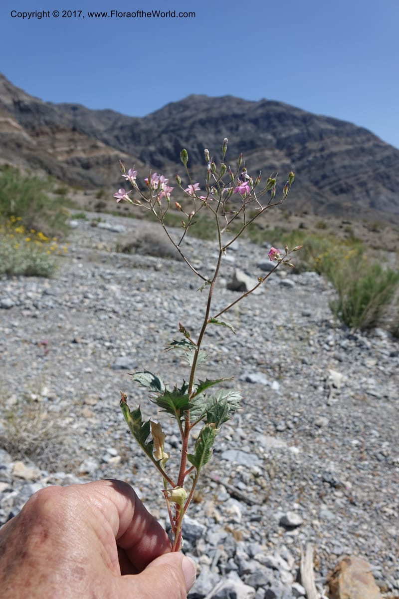Gilia latifolia, Davidson, C 13078--California. Inyo Co. Last Chance Mts. 16 Apr 2016.  (135).JPG