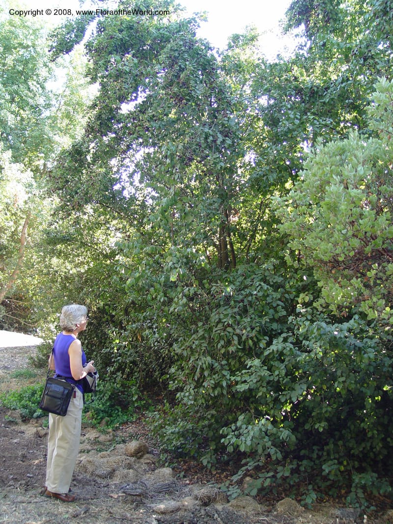 Prunus lyoni--CA. Sonoma Co. Sonoma St U. Arboretum. 24 Oct 03. 021.jpg