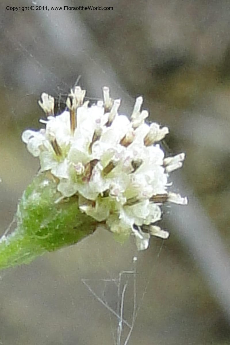Antennaria racemosa, Davidson, C 11890--Idaho. Adams Co. Fish Lake Rd. 10 July 2011. 179 (2).jpg