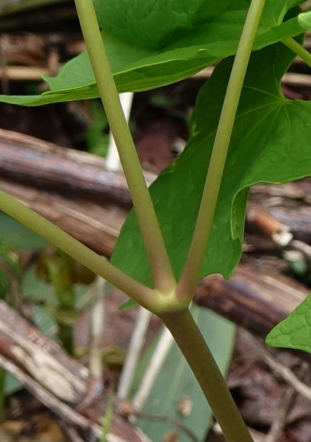Ranzania japonica--Japan. Myoko Kenmin-no-mori. Hiuchiyama Trial. 27 May 2016.  (155).JPG
