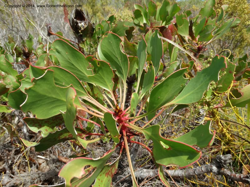 Protea cynaroides, Davidson, C 12315--South Africa. Western Cape. E. side, Fernkloof. 24 Jan 2014. DSC01799 (125).JPG