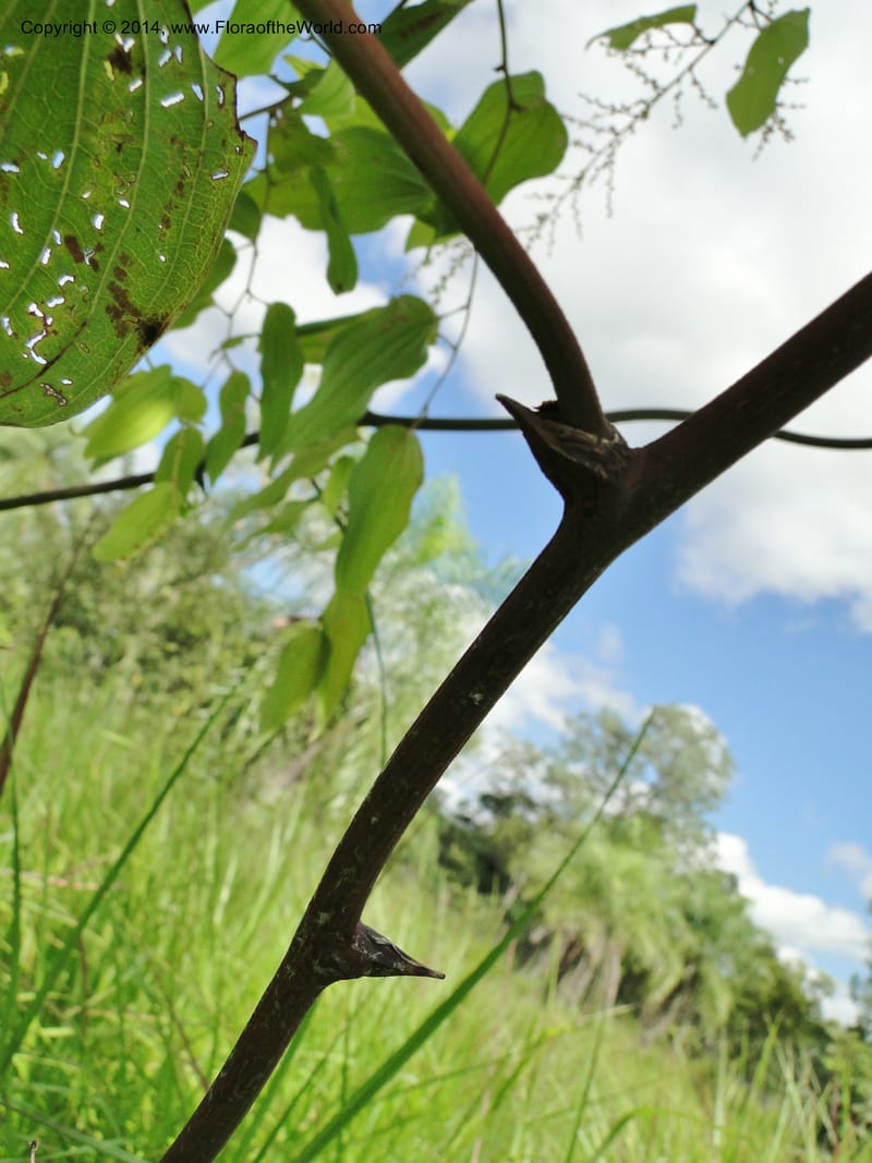 Dioscorea, Stevens,  W. D 31168, Garay Cue, 19 Mar 2011 2366 (17).JPG