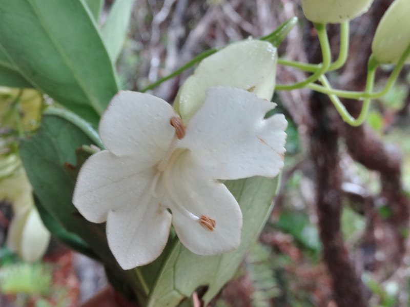 Oxera crassifolia, Munzinger, J 7429--New Caledonia. Mont Humboldt. 14 Nov 2015. DSC02401 (274).JPG