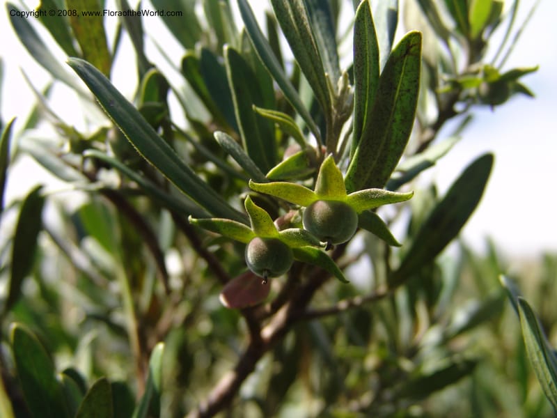 Diospyros dichrophylla--So.Africa. E. Cape. Waringham Farm, Quanti Area, Stut. 8 Mch 05. 382.jpg