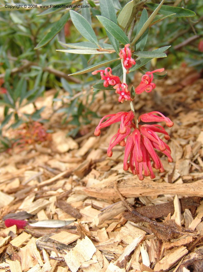 Grevillea victoriae, 2002.0250--CA. San Francisco Arboretum. 9 Aug 07. 380.jpg