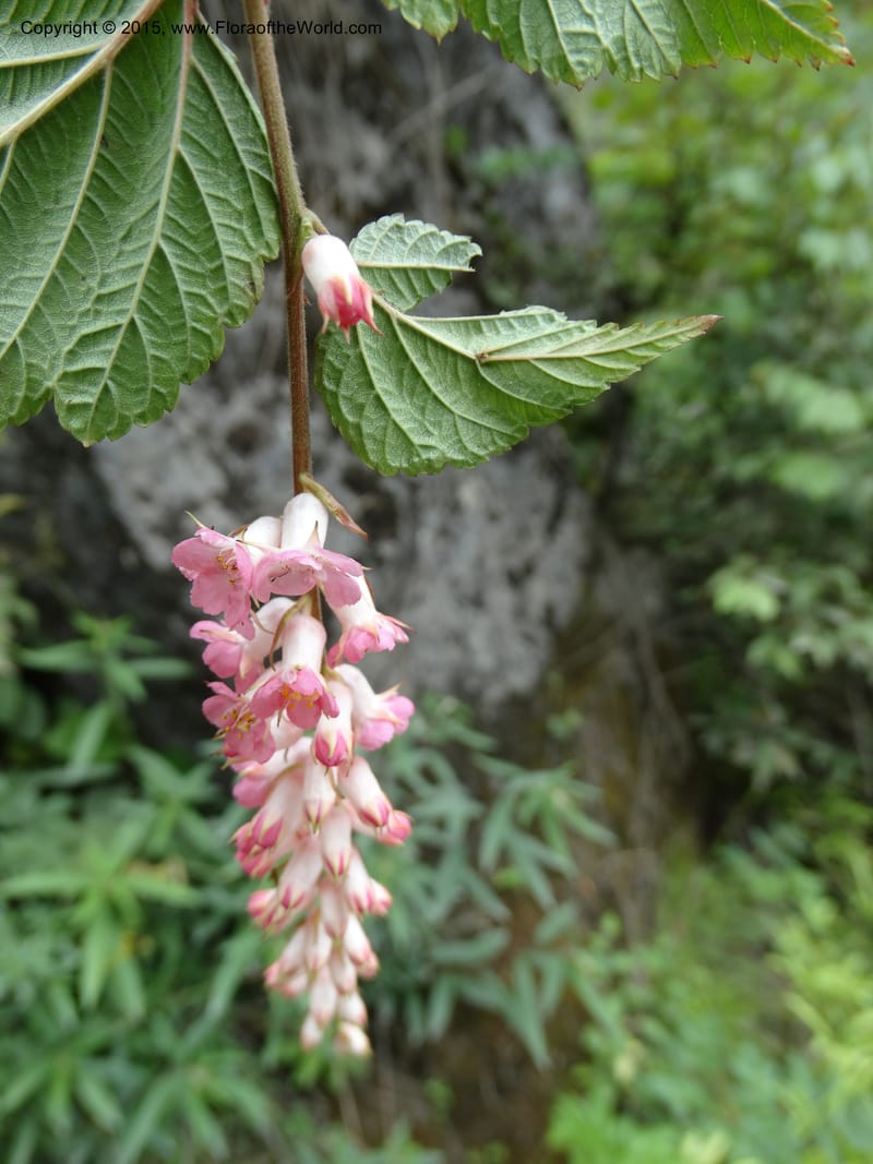 Neillia thibetica, Boufford, D 43710--China. Sichuan. LongDongZhen on Rd. to LeiYuan Shan. 13 May 2014. DSC05860 (24).JPG