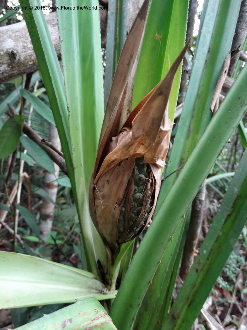 Pandanus occultus, Callmander, M 1184--Sabah. G. Silam. 1 Oct 2014. DSC00937 (16).JPG
