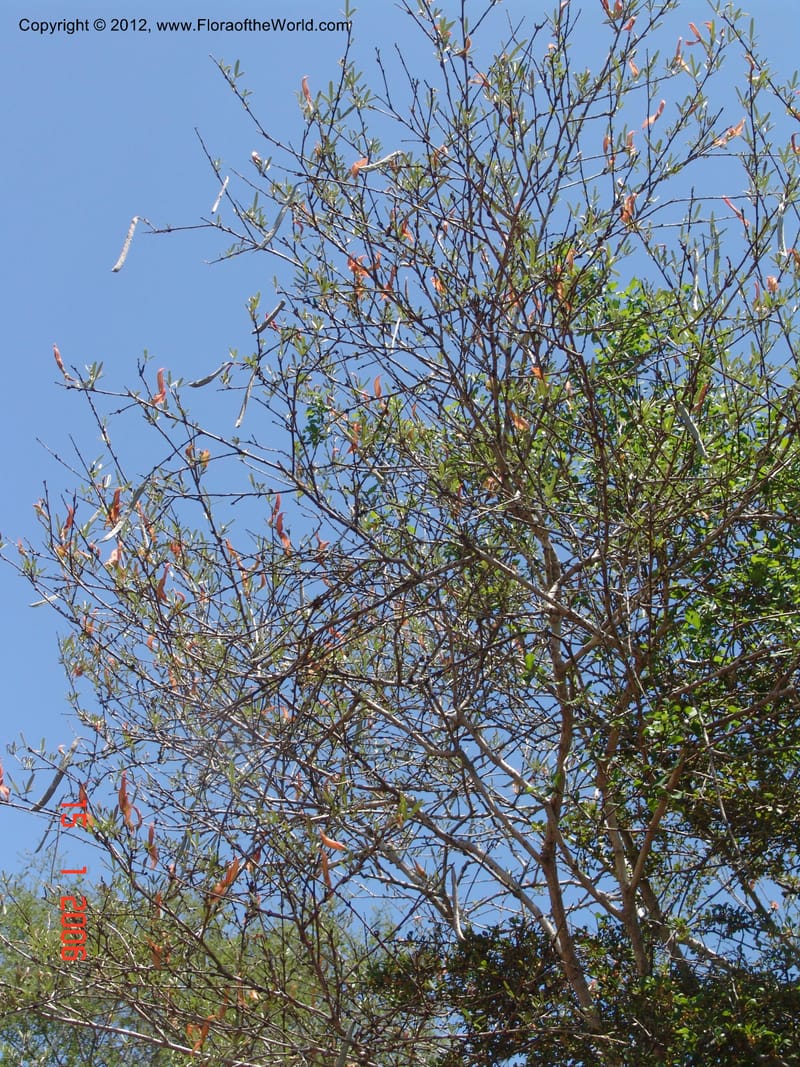 Chadsia grevei, Not collected-Madagascar, 15 Jan 2006    029 (2).jpg