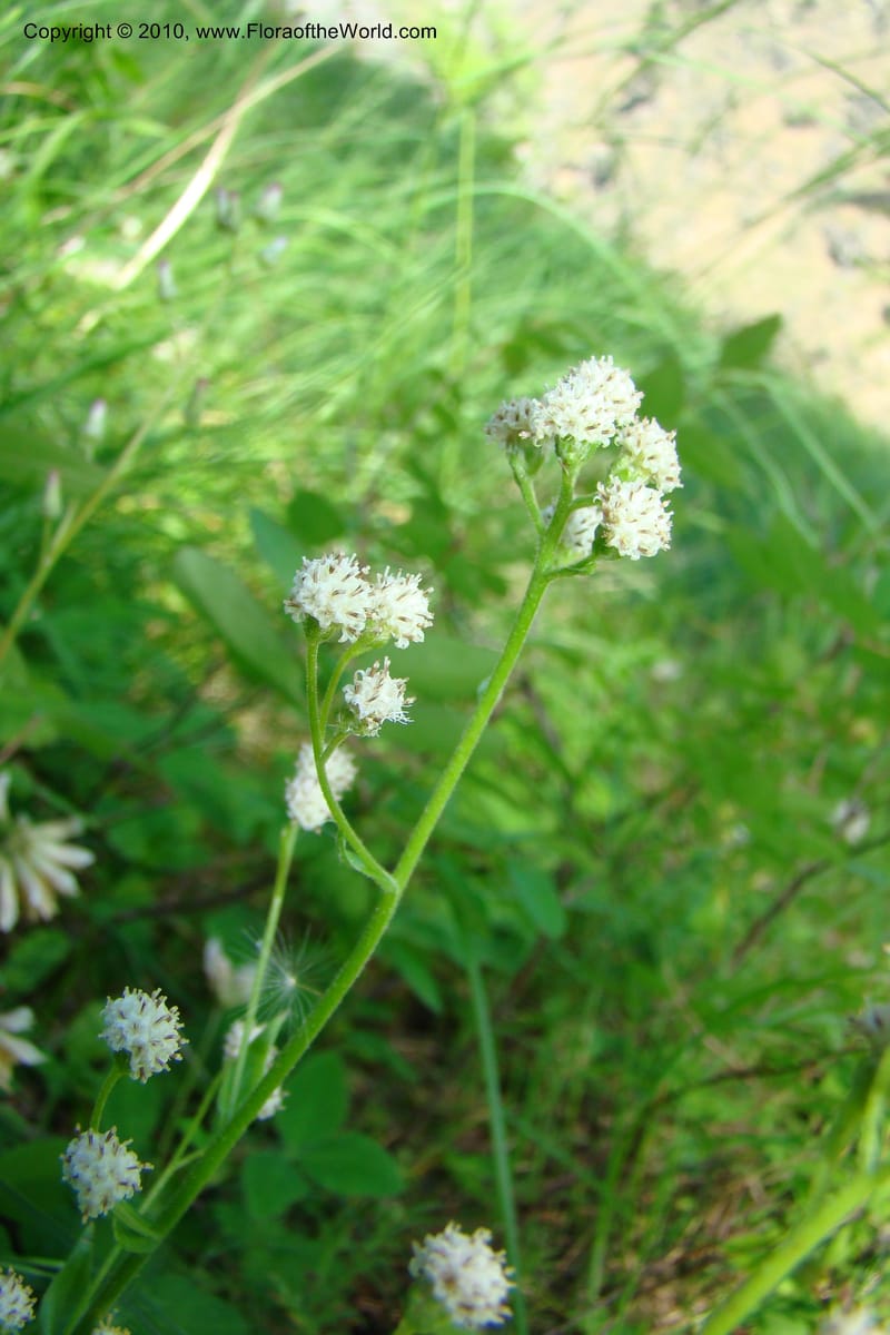 Antennaria racemosa, C. Davidson 11373--Idaho. Idaho Co. Salmon River. Polly Bemis Ranch. 27 May 2009. 077.jpg