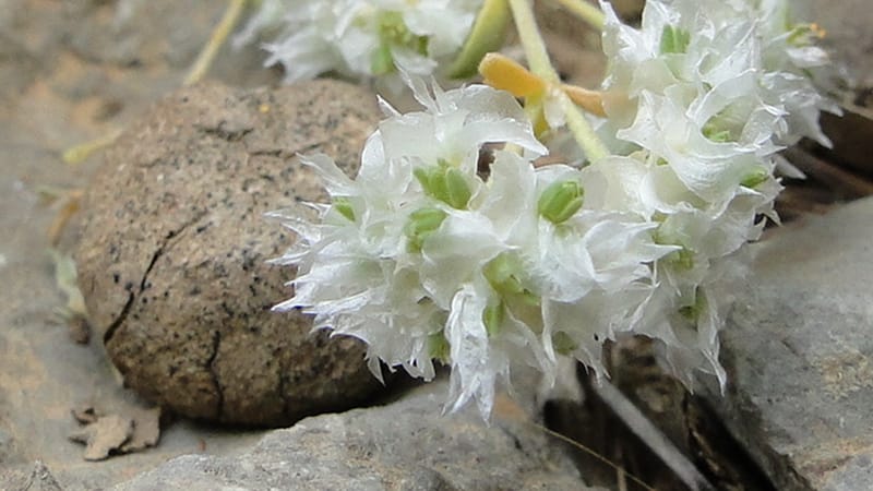 Paronychia kurdica, A. G. Miller 120.6--Iraq. Kurdistan. Shakh-i Pira Magun. 9 June 2010. 265 (11).jpg