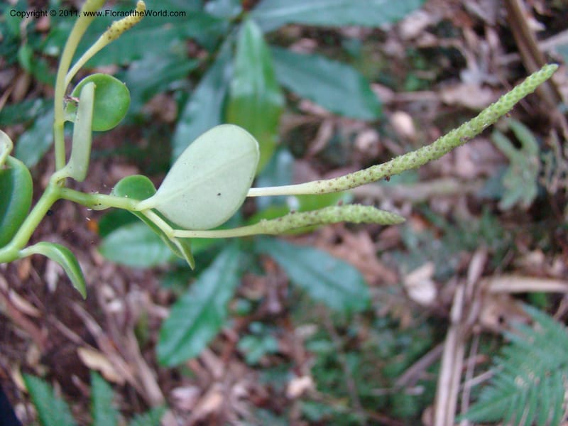 Peperomia, Munzinger, J 4870--New Caledonia, Dogny, 19 Nov 2007, 59 (4).jpg