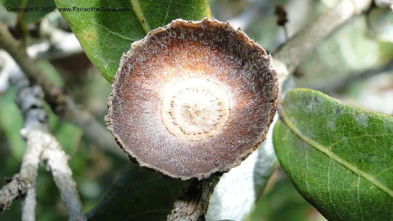 Quercus sebifera, H. Gomez Dominguez 2806--MX. Chiapas. Crucero Trinitaria y  Montebello. 21 Sept 2010. 198 (24).jpg
