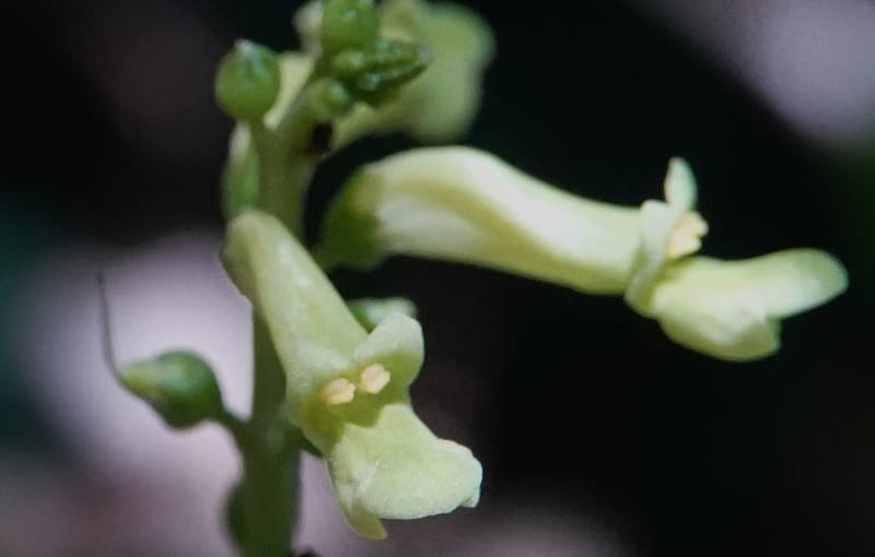 Thomandersia laurifolia, C. Davidson 13964--Gabon. Arb. Sibang. 5 Nov. 2018. DSC02235 (343).JPG