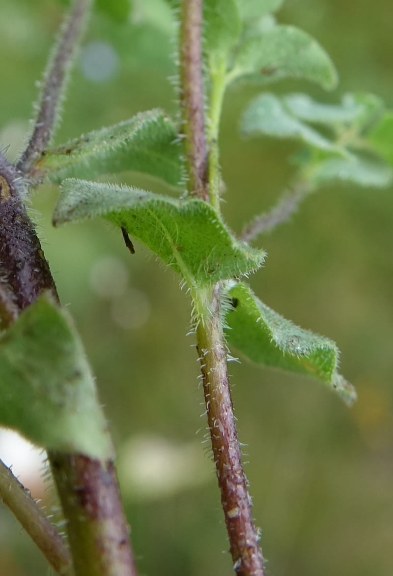Codonopsis, C. Davidson 13788--China. Sichuan. Daocheng Xian. 14 Aug 2017. DSC05676 (102).JPG