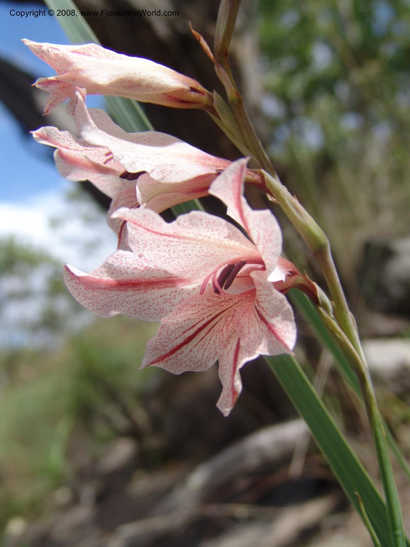 Gladiolus hollandii--So. Africa. Mpumalanga. Karino. Whyte Thorne Garden. 19 Mch 05. 281.jpg